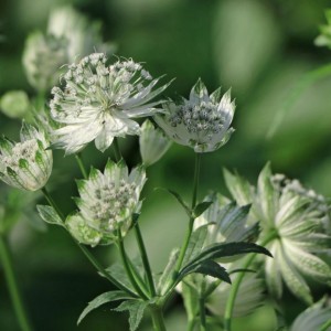 Astrantia / Astrancija - ALBA