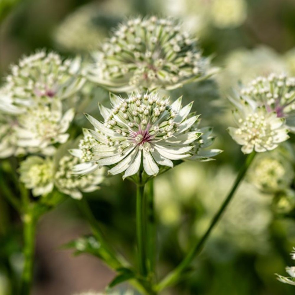Astrantia / Astrancija - ASTRA WHITE