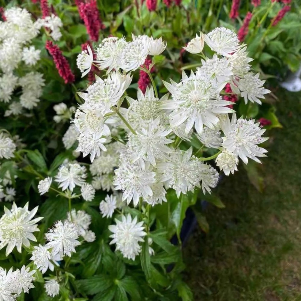 Astrantia / Astrancija - ASTRA WHITE
