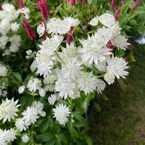 Astrantia / Astrancija - ASTRA WHITE
