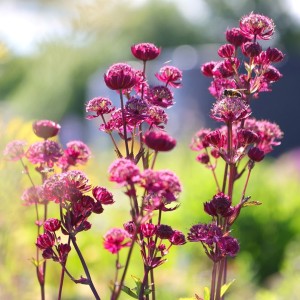 Astrantia / Astrancija - MAGICAL DIAMONDS RED