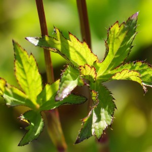 Astrantia / Astrancija - MAGICAL DIAMONDS RED