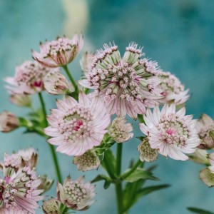 Astrantia / Astrancija - PINK BUTTON