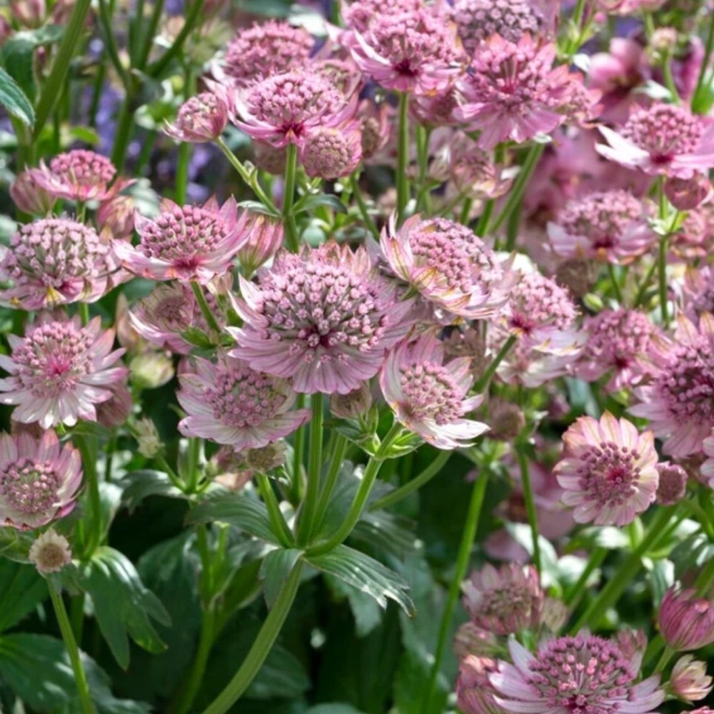 Astrantia / Astrancija - PINK BUTTON
