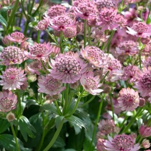 Astrantia / Astrancija - PINK BUTTON