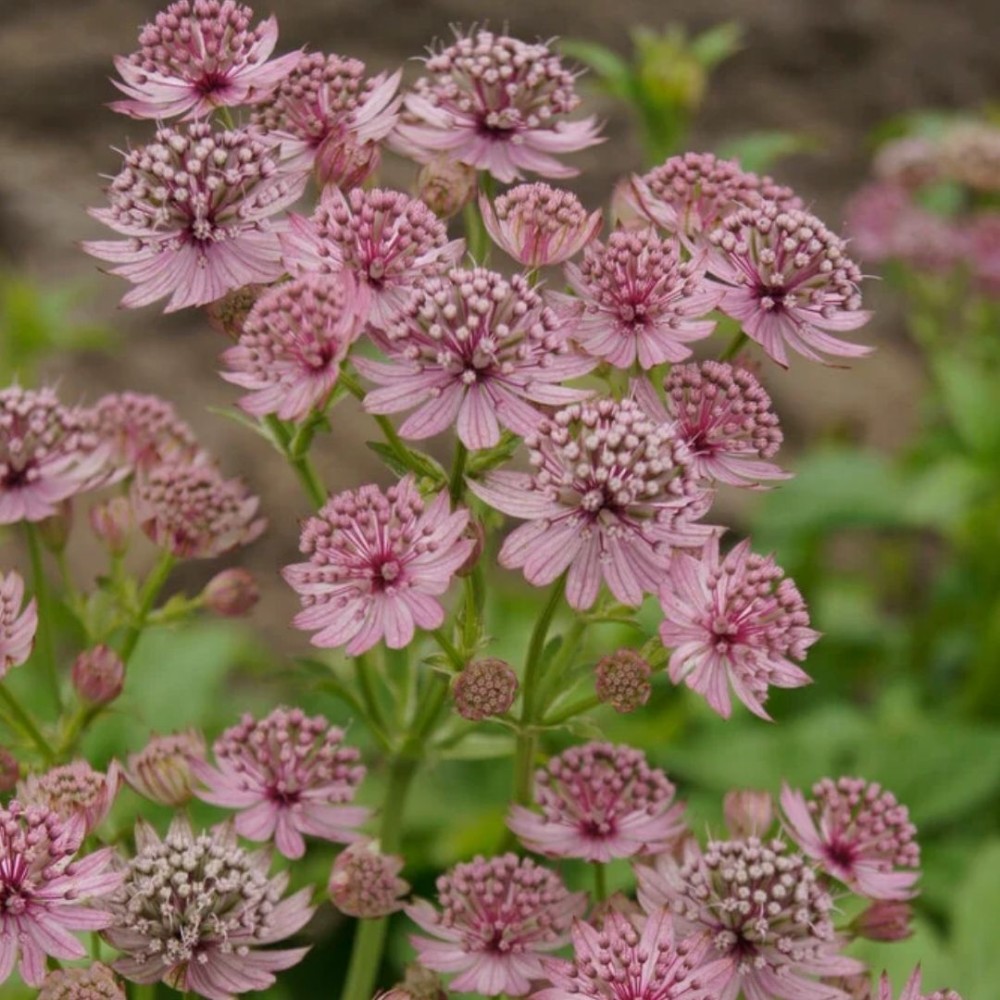 Astrantia / Astrancija - PINK PRIDE