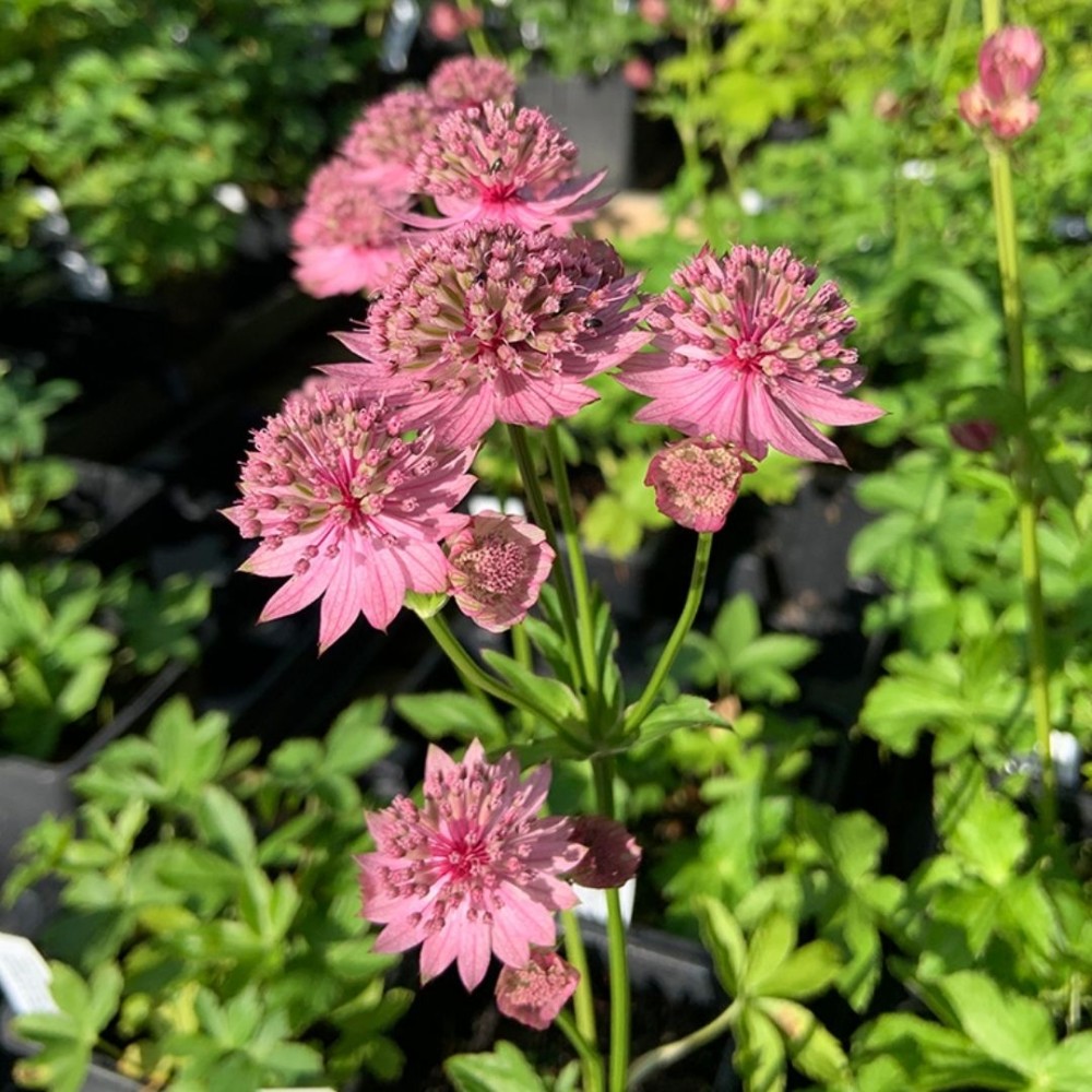 Astrantia / Astrancija - PINK PRIDE