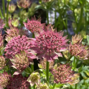 Astrantia / Astrancija - PINK PRIDE
