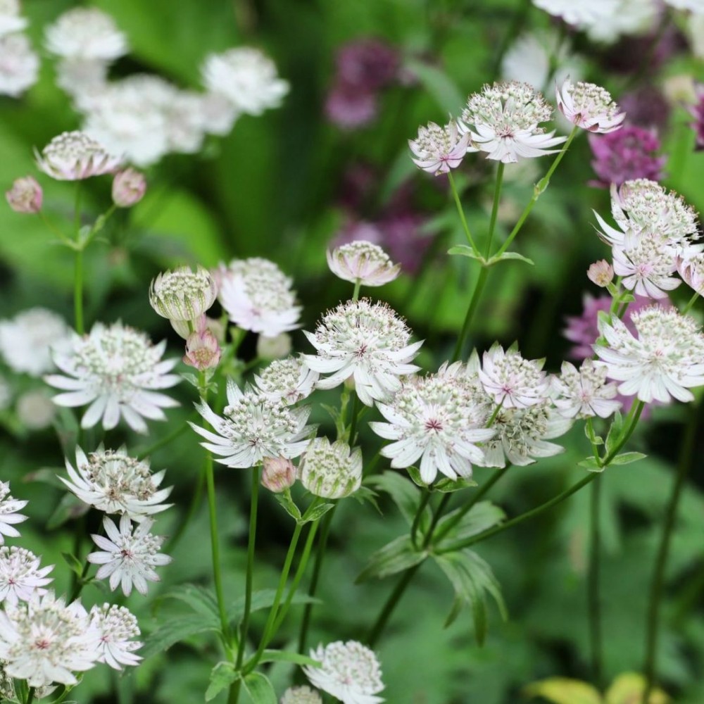 Astrantia / Astrancija - SHAGGY