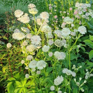 Astrantia / Astrancija - SHAGGY