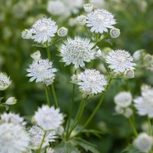 Astrantia / Astrancija - ALBA