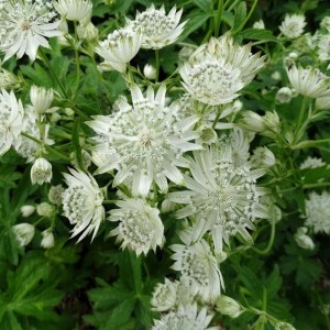 Astrantia / Astrancija - ASTRA WHITE