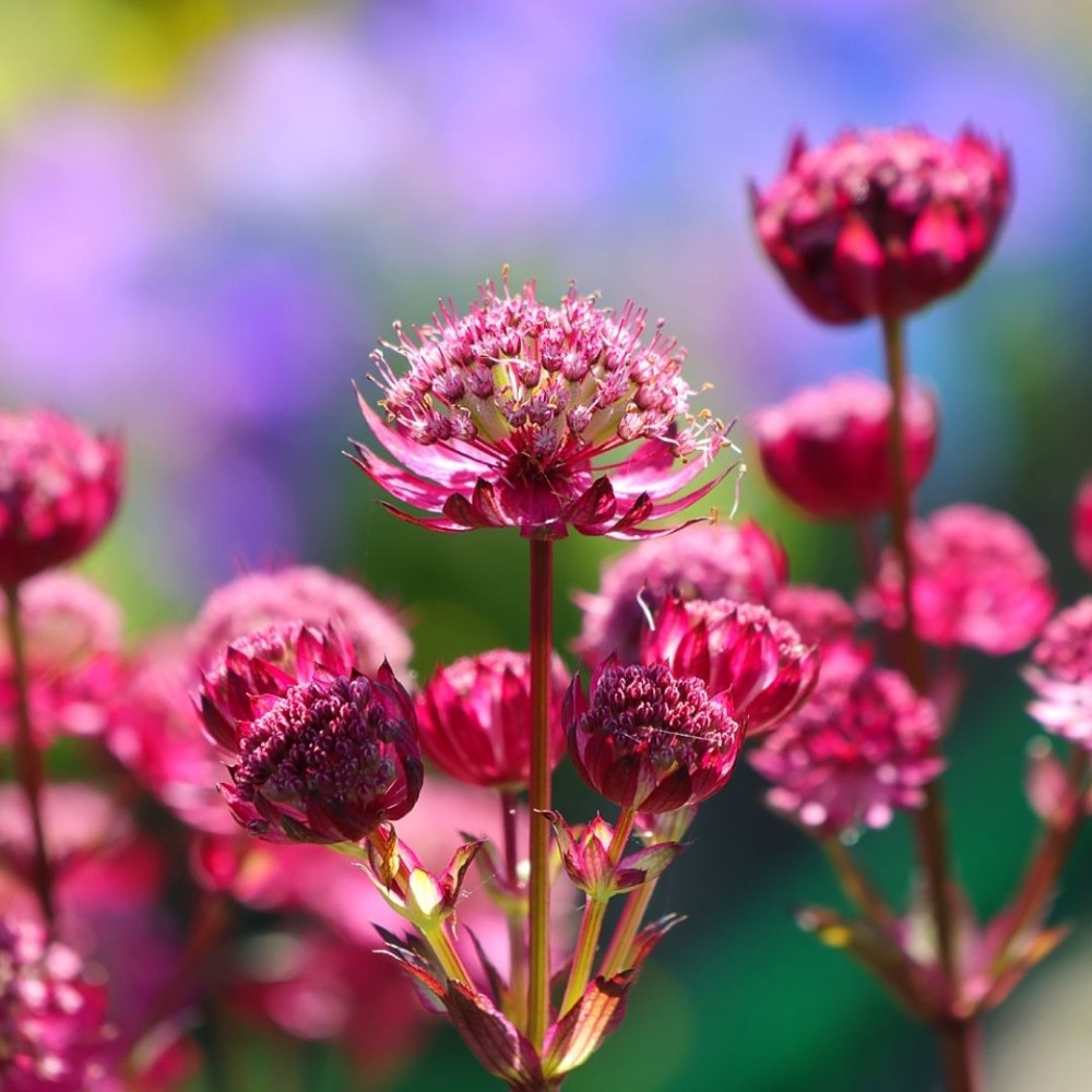 Astrantia / Astrancija - MAGICAL DIAMONDS RED