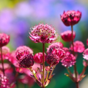 Astrantia / Astrancija - MAGICAL DIAMONDS RED