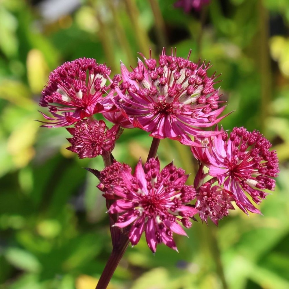Astrantia / Astrancija - NIGHT OWL