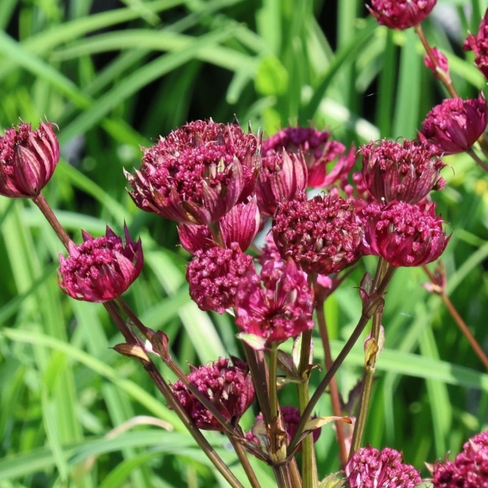 Astrantia / Astrancija - NIGHT OWL