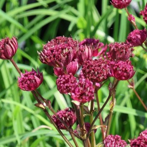 Astrantia / Astrancija - NIGHT OWL