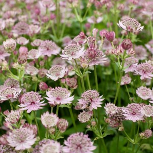Astrantia / Astrancija - PINK BUTTON
