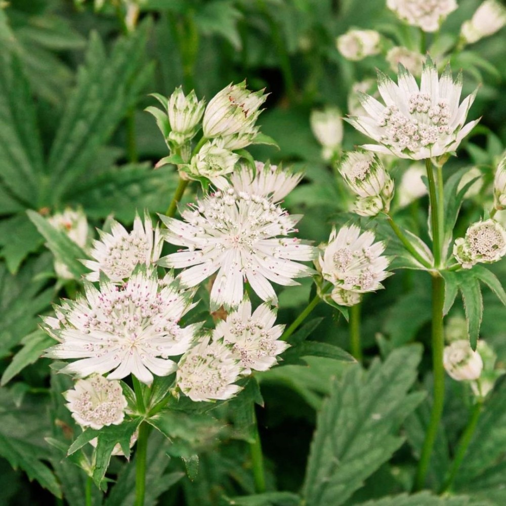 Astrantia / Astrancija - SHAGGY