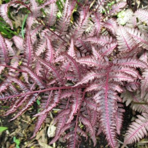 Athyrium / Blužniapapartis BURGUNDY LACE