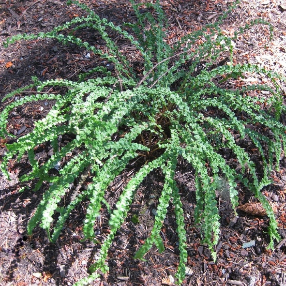 Athyrium / Blužniapapartis FRIZELLIAE