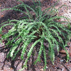 Athyrium / Blužniapapartis FRIZELLIAE