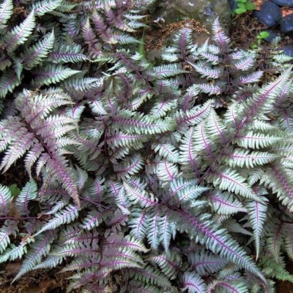 Athyrium / Blužniapapartis RED BEAUTY