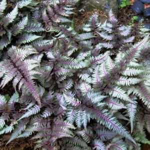 Athyrium / Blužniapapartis RED BEAUTY
