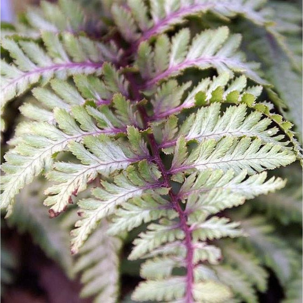 Athyrium / Blužniapapartis URSULA -S RED