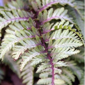 Athyrium / Blužniapapartis URSULA -S RED