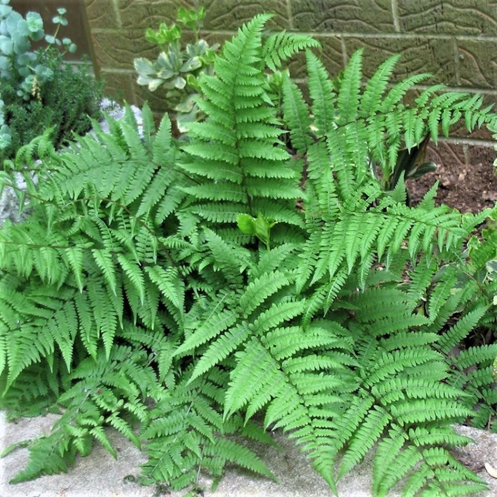 Athyrium filix-femina / Paprastasis blužniapapartis