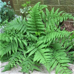 Athyrium filix-femina / Paprastasis blužniapapartis