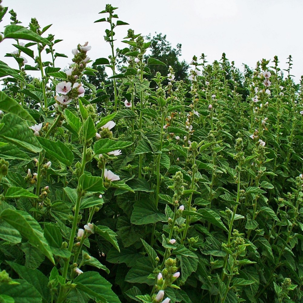 Althaea officinalis / Vaistinė svilarožė