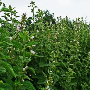 Althaea officinalis / Vaistinė svilarožė