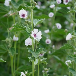 Althaea officinalis / Vaistinė svilarožė