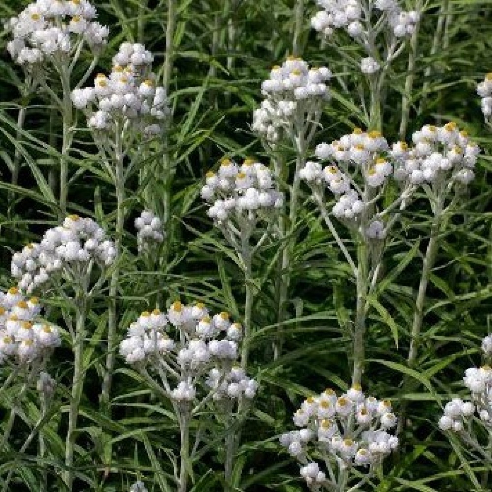 Anaphalis margaritacea / Perlamutrinis šlamainis