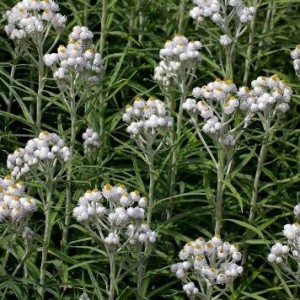 Anaphalis margaritacea / Perlamutrinis šlamainis