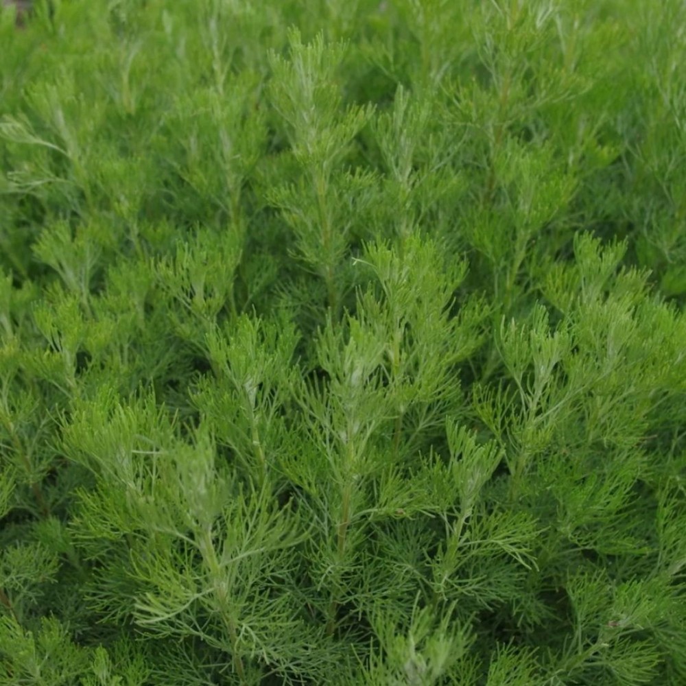 Kvapusis kietis / Artemisia abrotanum COCA COLA
