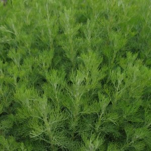 Kvapusis kietis / Artemisia abrotanum COCA COLA