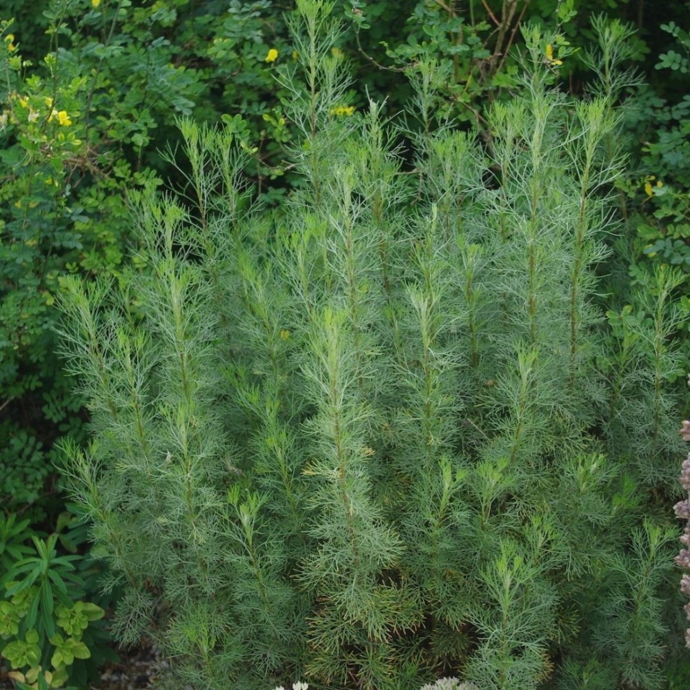 Kvapusis kietis / Artemisia abrotanum COCA COLA