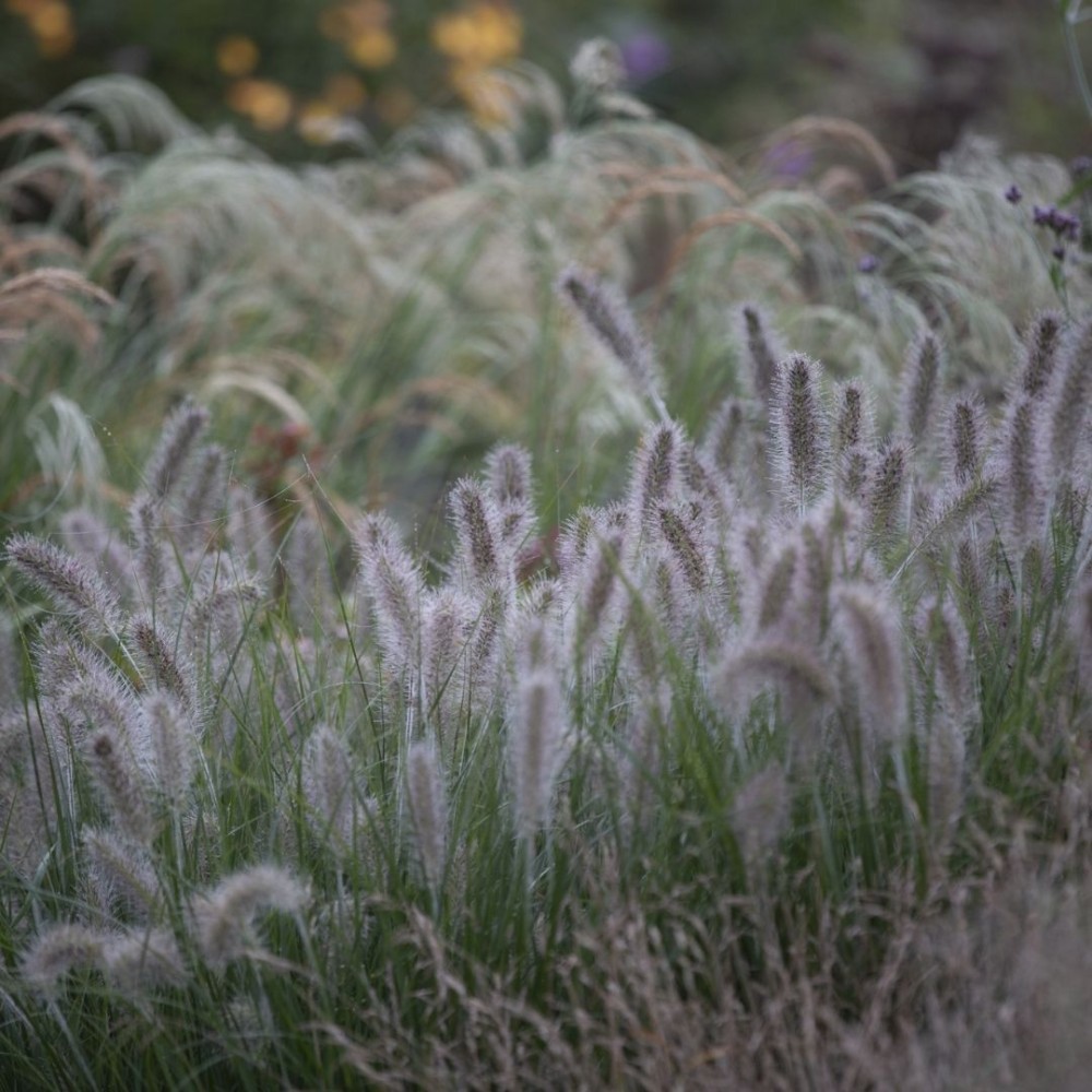Pennisetum / Soruolė HAMELN