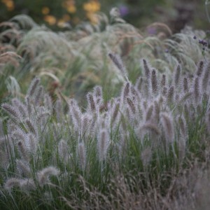 Pennisetum / Soruolė HAMELN