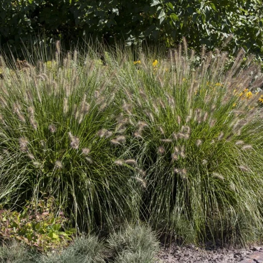 Pennisetum / Soruolė HAMELN