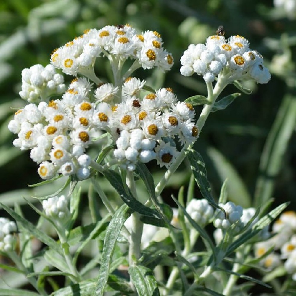Anaphalis margaritacea / Perlamutrinis šlamainis