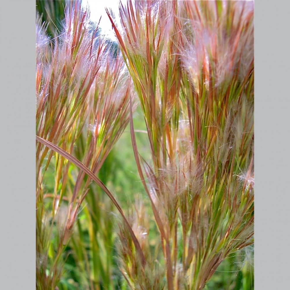 Andropogon glomeratus / Pūkuotoji Mėlynstiebė