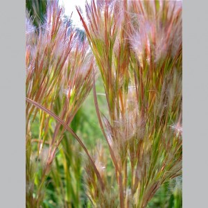 Andropogon glomeratus / Pūkuotoji Mėlynstiebė