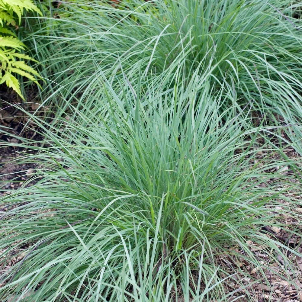 Andropogon scoparius / Mažoji Mėlynstiebė