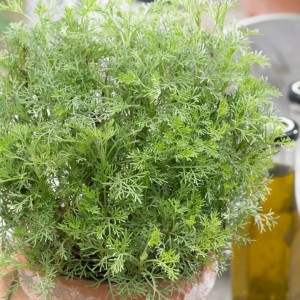Kvapusis kietis / Artemisia abrotanum COCA COLA