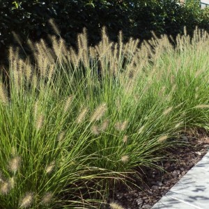 Pennisetum / Soruolė HAMELN
