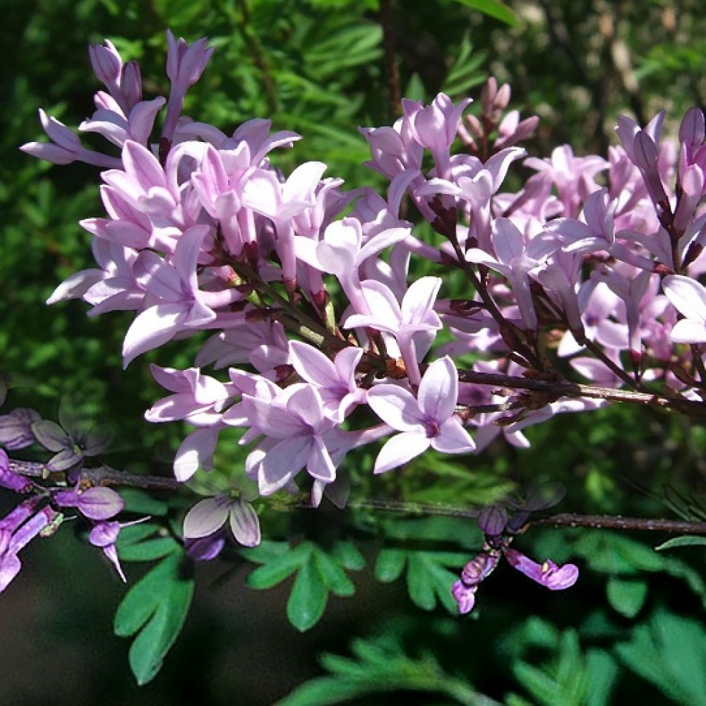 Syringa afghanica / Alyva afganinė